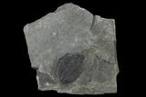 Elrathia Trilobite Molt Fossil - Utah - House Range #140128-1